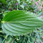 Strobilanthes hamiltonianus Leaf