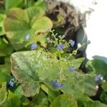 Brunnera macrophylla Flower