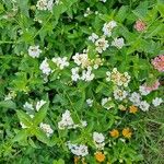 Lantana canescens Ліст