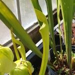 Sarracenia alata Hoja