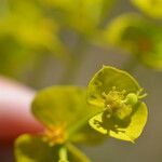 Euphorbia biumbellata Fleur