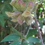 Mimosa velloziana Leaf