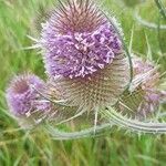 Dipsacus fullonumFlors