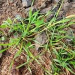 Setaria pumila Leaf