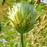 Trifolium alexandrinum പുഷ്പം