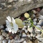 Silene uniflora Hábito