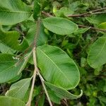 Grevillea macleayana Leaf