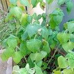 Salvia cinnabarina 葉