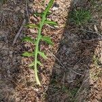 Lactuca canadensisBlad