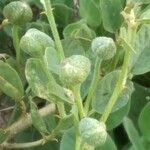 Capparis spinosa Feuille