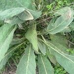 Verbascum phlomoides Hoja