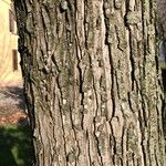 Acer saccharinum Bark