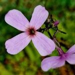 Hesperis matronalis Flower