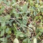 Crotalaria pallida Лист