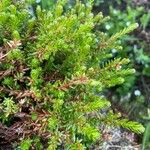 Empetrum nigrum Leaf