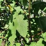 Lavatera bryoniifolia Lapas