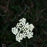 Pimpinella saxifragaFlower