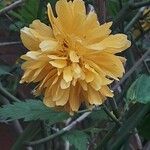 Kerria japonica Цвят