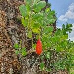 Capparis cartilaginea Leaf