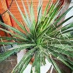 Agave filifera Blad