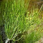 Ephedra viridis Habit