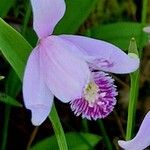 Pogonia ophioglossoides Flower