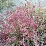 Salicornia bigelovii 葉