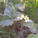 Fragaria viridis Flower