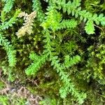 Selaginella denticulata পাতা