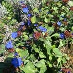 Ceratostigma plumbaginoidesFlors