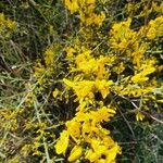 Cytisus balansae Flower