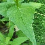 Campanula latifolia Leaf