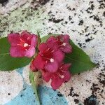 Weigela hortensis Кветка