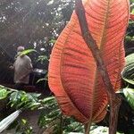 Miconia calvescens Leaf