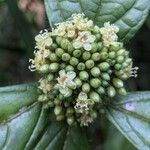 Cordia nodosa Blüte