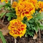 MarigoldFlower