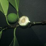 Ficus cyathistipula Fruit