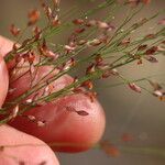 Panicum simile Flower