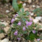 Teucrium botrys ശീലം