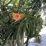 Thevetia neriifolia Flor