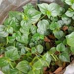 Peperomia pellucida 葉