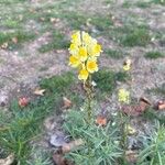 Linaria vulgarisÇiçek
