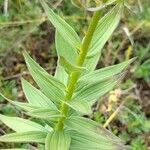 Lilium carniolicum Blad