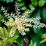 Clethra barbinervis Fleur