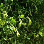 Zygophyllum fabago Fruit