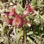 Astragalus incanus 花