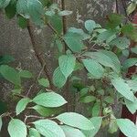 Viburnum × bodnantense Hábito