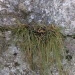 Festuca marginata Blatt