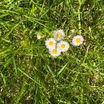 Erigeron philadelphicusKwiat