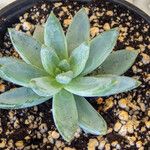 Pachyphytum compactumBlatt